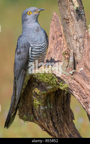 eurasian cuckoo perched on wooden branch and stump thursley common surrey uk