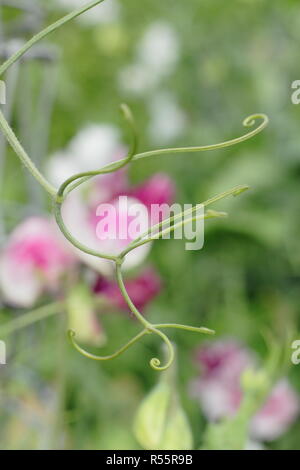 Lathyrus odoratus. Tendrils on sweet pea plant - which can be removed to promote straight stems Stock Photo