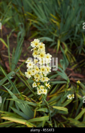 yellow inflorescence of Sisyrinchium striatum plant Stock Photo