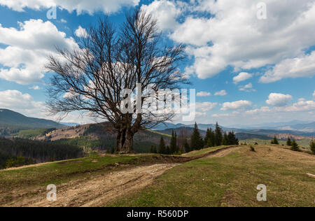 Big lonely leafless tree in spring mountains in  cloudy weather. Old beech tree on the top of the hill with hiking dirty road path. Ukraine, Carpathia Stock Photo