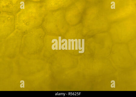 Yellow pepper under the microscope Stock Photo