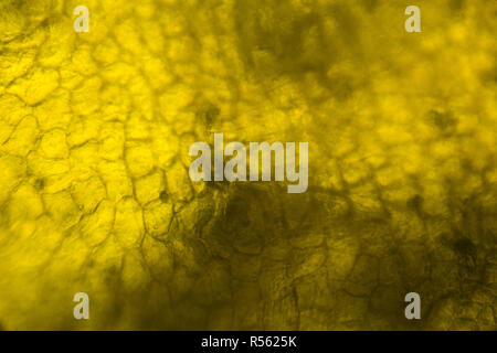 Yellow pepper under the microscope Stock Photo