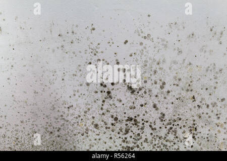 Black mold on a white wall Stock Photo