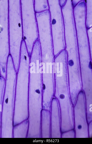 Purple onion peel under the microscope Stock Photo - Alamy