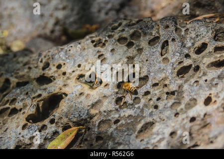 Bee drinking water from drops on a perforated rock Stock Photo