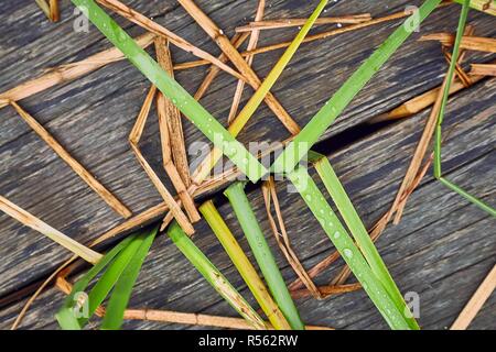 Plant and wood background Stock Photo