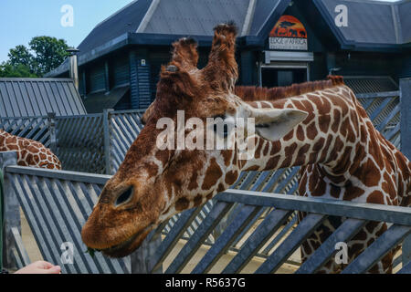 Colchester Zoo, Essex, UK - July 27 2018:  Giraffe's head and long neck stretching across metal railings to reach out to fresh leaves being offered at Stock Photo