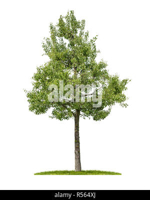pear tree against white background Stock Photo