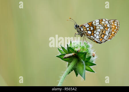 Heath fritillary (Melitaea athalia) resting on a flower in a meadow in Bialowieza National Park, Poland. Stock Photo