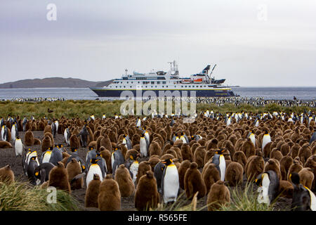 A large colony of king penguins on South Georgia Island with the expedition ship the National Geographic Orion in the background Stock Photo