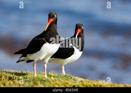 A pair of Magellanic Oystercatchers with a brilliant red beak on Carcass island in the Falkland Islands Stock Photo