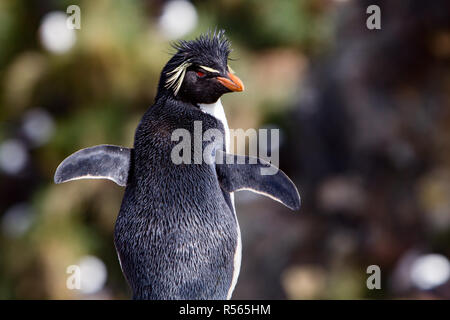 Southern Rockhopper penguins showing off their distinctive feathers in a nesting colony at Westpoint Island in the Falkland Islands Stock Photo