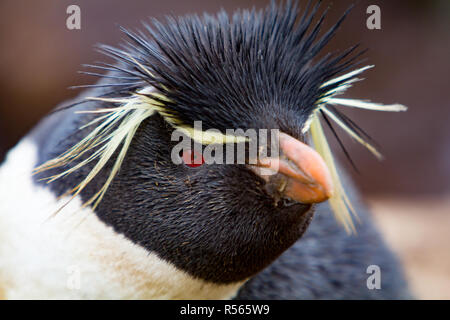 Southern Rockhopper penguins showing off their distinctive feathers in a nesting colony at Westpoint Island in the Falkland Islands Stock Photo