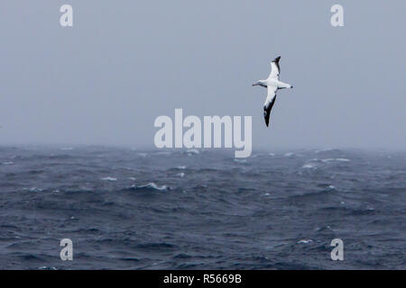 The largest flying bird, the wandering albatross banking above a stormy sea in the southern ocean near Antarctica