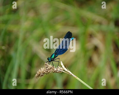 Dragonfly called 'Beautiful Demoiselle' (Calopteryx virgo) Stock Photo