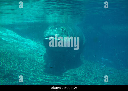 A hippopotamus (Hippopotamus amphibius) under water, San Diego Zoo, Balboa Park, California, United States. Stock Photo