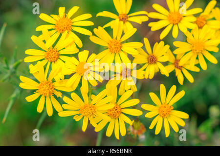 Selective focus, group of wild yellow daisies in a wood of the UK Stock Photo