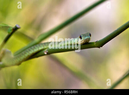 A harmless Speckled Green Snake, resting in the branches of a shrub as it warms up in the morning sunlight on a winters morning, Stock Photo