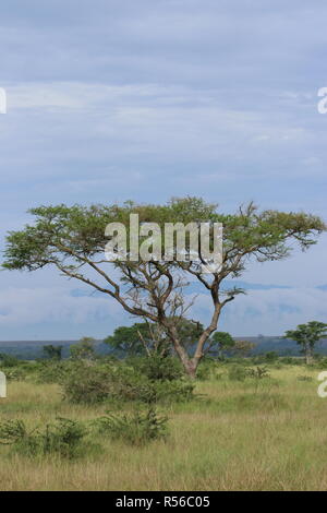 Landschaft Sawanne im Ishasha Nationalpark Uganda Ostafrika Stock Photo