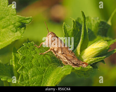 flightless female Common Maquis Grasshopper (Pezotettix giornae) with undeveloped wings (Brachyptery) on foliage of meadow scrub in Tuscany, Italy Stock Photo