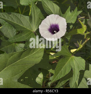 Purple sweet potato flower on vine Stock Photo