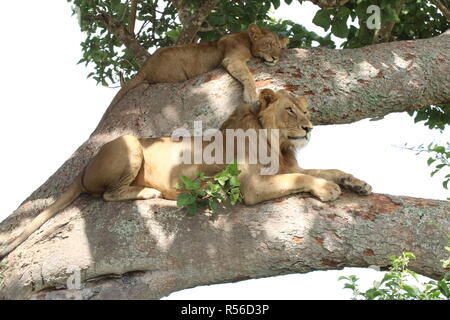 Baumlöwen im Ishasha Nationalpark Uganda Ostafrika beim relaxen auf dem Baum Stock Photo