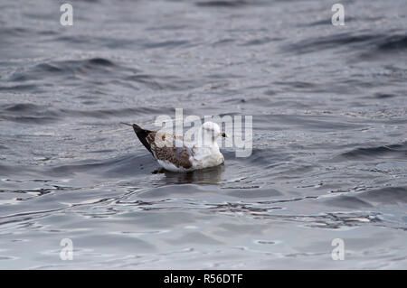 Common gull (Larus canus) floats on water in small waves in the winter. Stock Photo