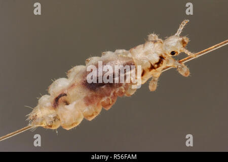 Head louse (Pediculus humanus capitis) on a human hair, Germany Stock Photo