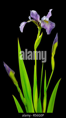 Wild blue iris flower, flower buds, and leaves Stock Photo