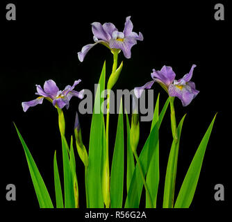 Wild blue iris flowers, flower buds, and leaves Stock Photo