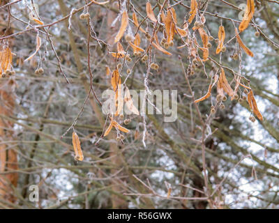 Branches and leaves of linden trees covered with frost in the winter forest Stock Photo