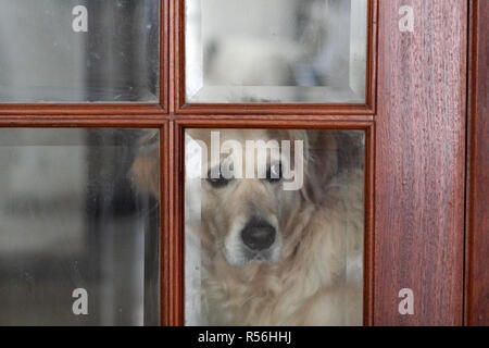 Sad dog looking out shops window