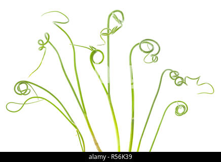 Curled leaves of wild onion (Allium canadense). Plant is considered a weed by many garneners. Stock Photo