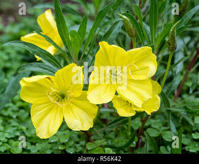 Missouri evening primrose (Oenothera macrocarpa) after a rain Stock Photo