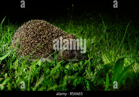 Northern white-breasted hedgehog (Erinaceus roumanicus) during nighttime in the village of Bialowieza, Poland. July, 2017. Stock Photo