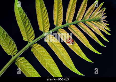 Asian mulitcolored lady beetle (Harmonia axyridis) resting on the underside of a smooth sumac leaf (Rhus glabra) Stock Photo