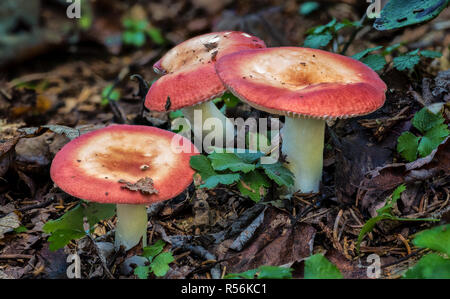 Three russula mushrooms growing on forest floor in West Virginia mountains in late September. Stock Photo
