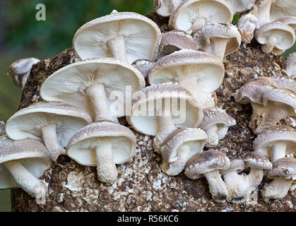 Shiitake mushrooms (Lentinula edodes) being home cultivated. Fruiting bodies are growing on a block of mycelia that has been kept wet with water to pr Stock Photo
