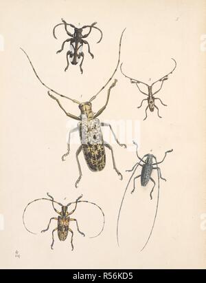 Longihorn Beetles. Order - Coleoptera. Section - Longicornes. Family - Cerambycide. Fig 1. Hammaticherus Marmoratus. Fig.2. Phryneta Margaritifera. Fig.3 Gnoma? Plumigera. The Cabinet of Oriental Entomology; being a selection of some of the rarer and more beautiful species of Insects, natives of India and the adjacent islands. London, 1848. Source: 1258.k.17 plate 5. Author: Westwood, John Obediah. Stock Photo