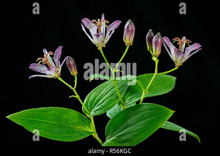 Toad lily flowers and flower buds (Tricyrtis stolonifera), a native of Taiwan that's planted in gardens around the world. Stock Photo