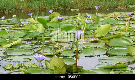 Water lilies grow in a patch of open water in the Mabamba Swamp on the edge of Lake Victoria. The  swamp is covered in  thick vegetation including pap Stock Photo