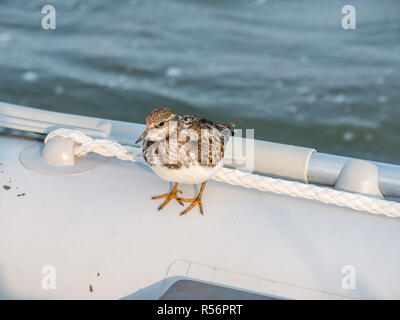 Juvenile ruddy turnstone, Arenaria interpres, resting on dinghy boat, Wadden Sea, Netherlands Stock Photo