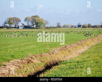 Group of greylag geese, Anser anser, and northern lapwings, Vanellus vanellus, feeding in grassland in Eempolder, Netherlands Stock Photo