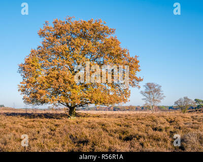 Colourful autumn oak tree in heathland nature reserve Zuiderheide, Laren, het Gooi, Netherlands Stock Photo