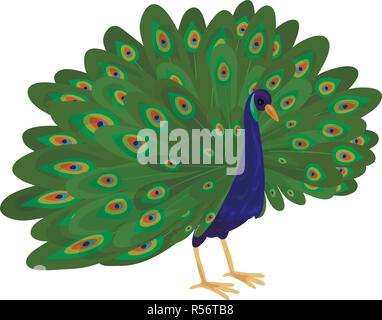 Peacock icon. Cartoon of peacock vector icon for web design isolated on white background Stock Vector