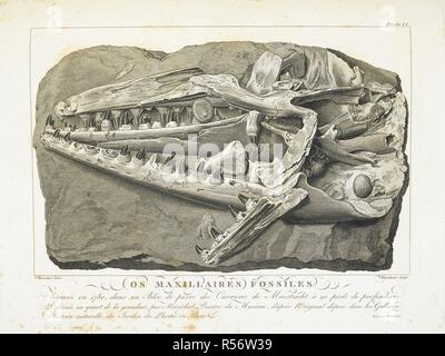 Mosasaurus Paris - Faujas de Saint-Fond Stock Photo - Alamy