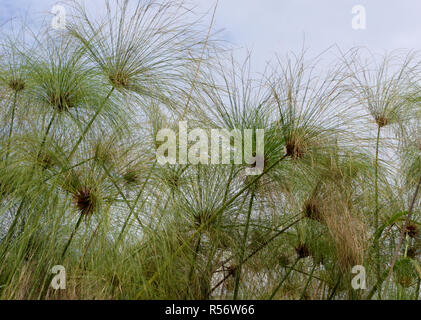 Papyrus (Cyperus papyrus) seed heads in the Mabamba Swamp on the edge of Lake Victoria.  Mabamba Bay Wetlands, Wakiso District, Uganda. Stock Photo