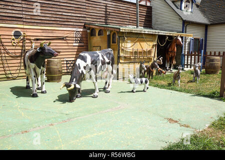 Landrace zoo farm from plastic hog feeder on modern plastic flooring on ranch Stock Photo