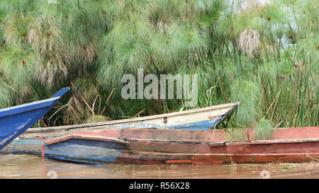 Wooden boats hauled up on the edge of a channel through the papyrus  (Cyperus papyrus) in the Mabamba Swamp on the edge of Lake Victoria.  Mabamba Bay Stock Photo