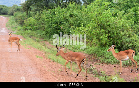 Male and female impala (Aepyceros melampus) cross the road in the Queen Elizabeth National Park during a rain shower. Queen Elizabeth National Park, U Stock Photo